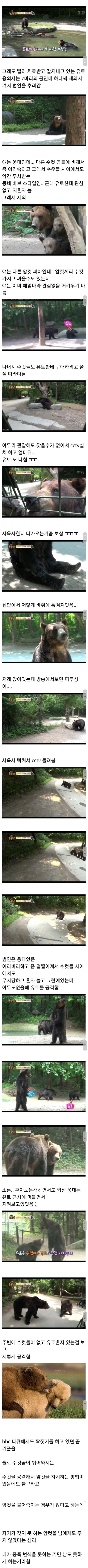 인기 암컷 곰이 자꾸 피투성이 된 이유