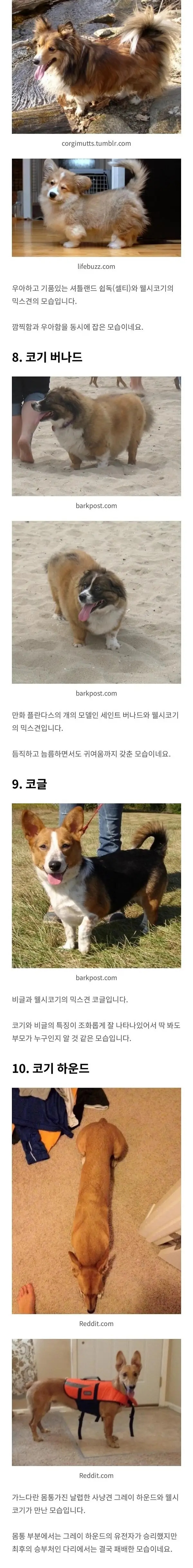 웰시코기 유전자의 위엄