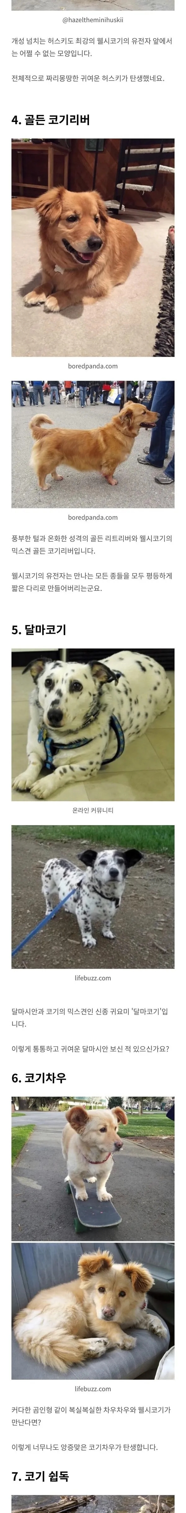 웰시코기 유전자의 위엄