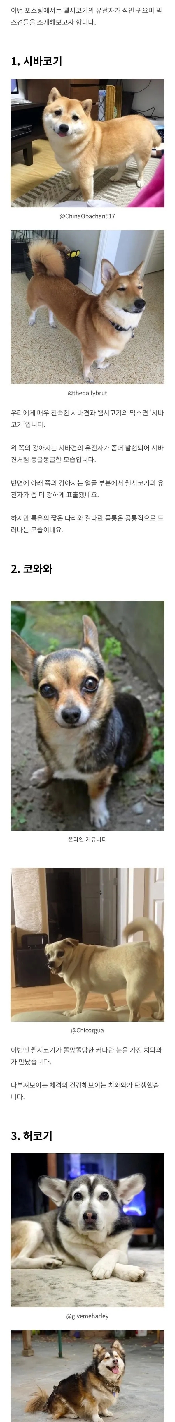 웰시코기 유전자의 위엄