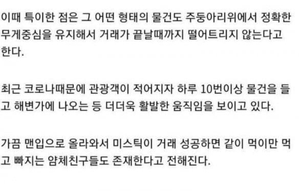 물물교환하는 돌고래