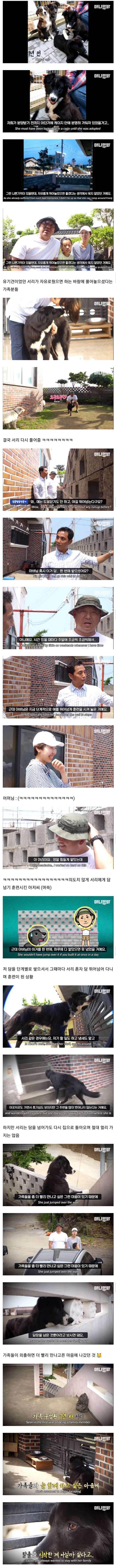 가족이 너무 좋았던 강아지가 매일 한 행동