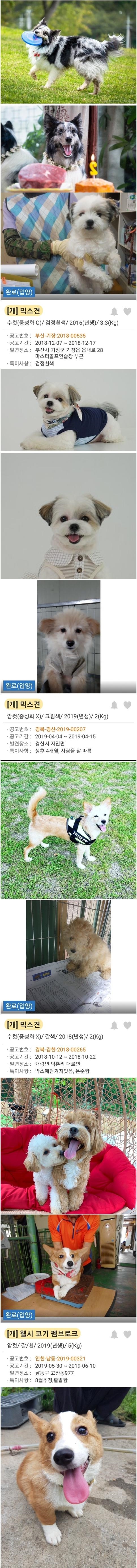 댕댕이 입양되기전 모습과 입양된후의 모습