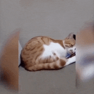 죽은 주인의 사진을 폰으로 본 고양이 반응.gif