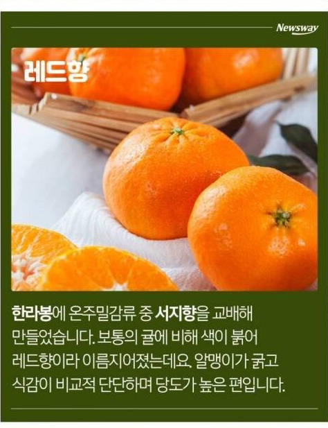 한라봉, 천혜향, 레드향, 황금향의 차이