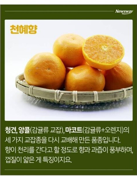 한라봉, 천혜향, 레드향, 황금향의 차이