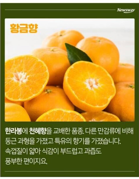 한라봉, 천혜향, 레드향, 황금향의 차이