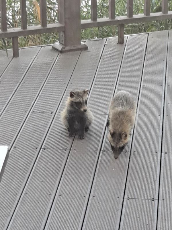 요즘 한강에 자주 보인다는 생물