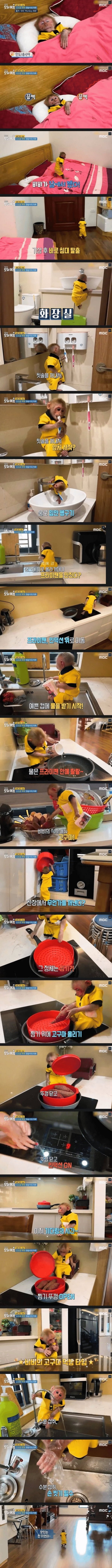 원숭이의 지능 수준