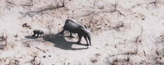 애긔애긔한 아기코끼리 .gif