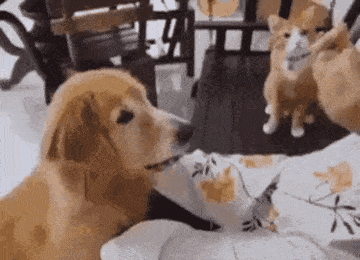 따라쟁이 보고 카피캣(Copy Cat) 이라고 하는 이유.gif
