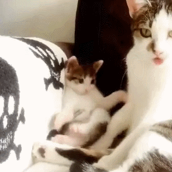 따라쟁이 보고 카피캣(Copy Cat) 이라고 하는 이유.gif
