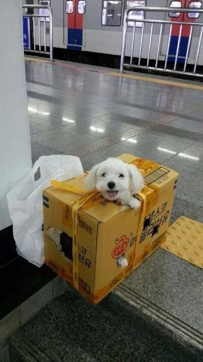 추석쇠러 가던 강아지