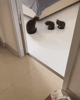 따라쟁이 보고 카피캣(Copy Cat) 이라고 하는 이유.gif
