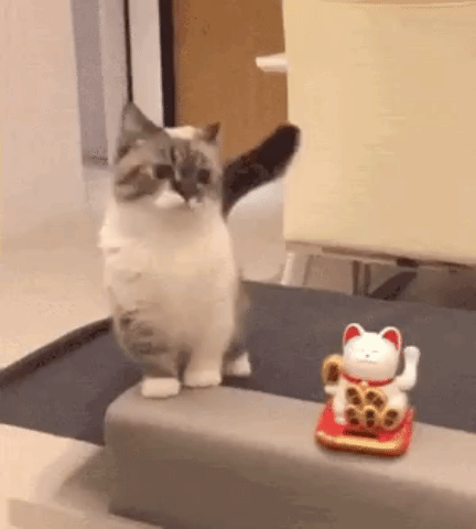 따라쟁이 보고 카피캣(Copy Cat) 이라고 하는 이유.gif