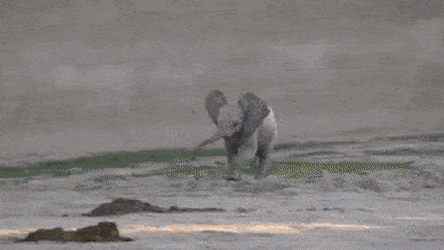 애긔애긔한 아기코끼리 .gif