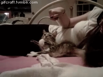 따라쟁이 보고 카피캣(Copy Cat) 이라고 하는 이유.gif