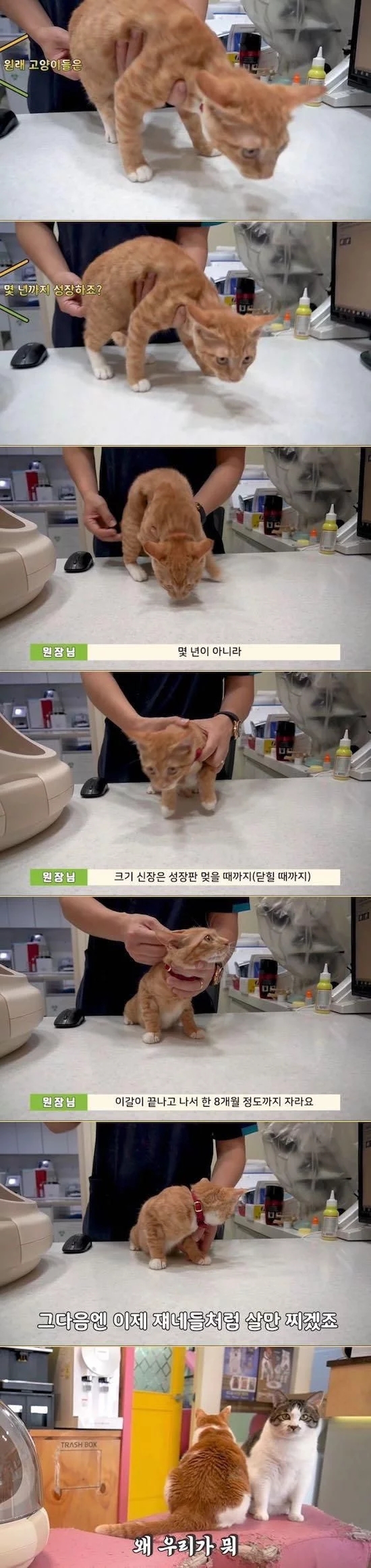 수의사가 말하는 고양이의 성장