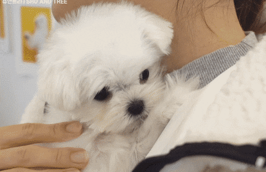 첫미용 끝내고 주인 발견한 아기 말티즈