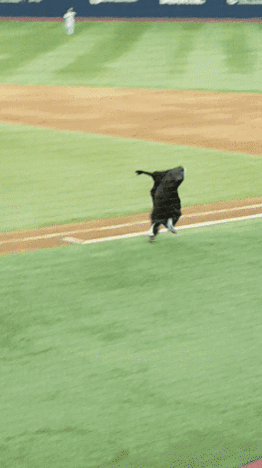 약 한달뒤에 열리는 ㄹㅇ 개꿀잼 야구경기.gif