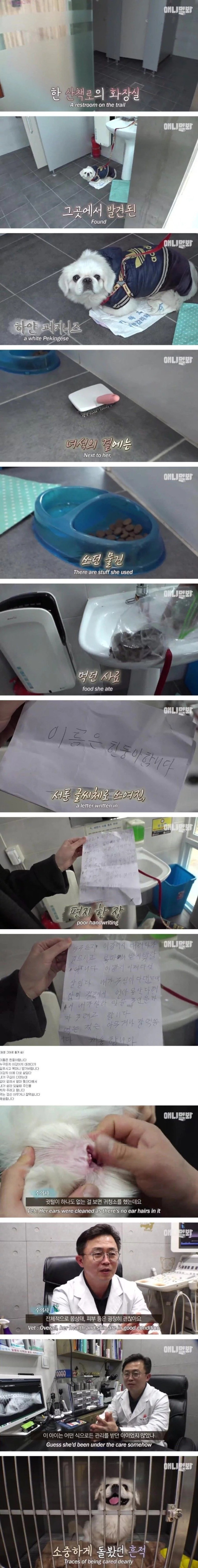 할머니가 화장실에 버리고가서 이슈탄 그 강아지 근황