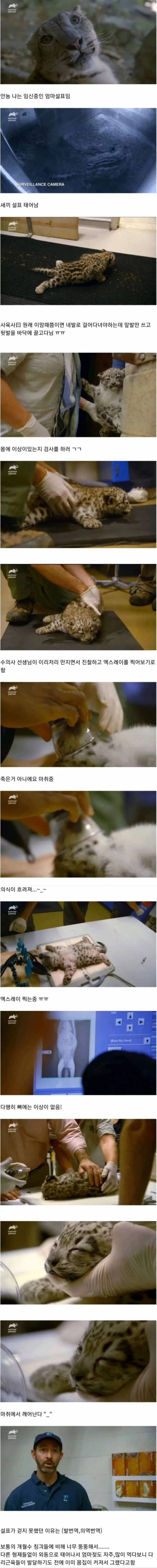 아기 설표가 걷지 못했던 이유