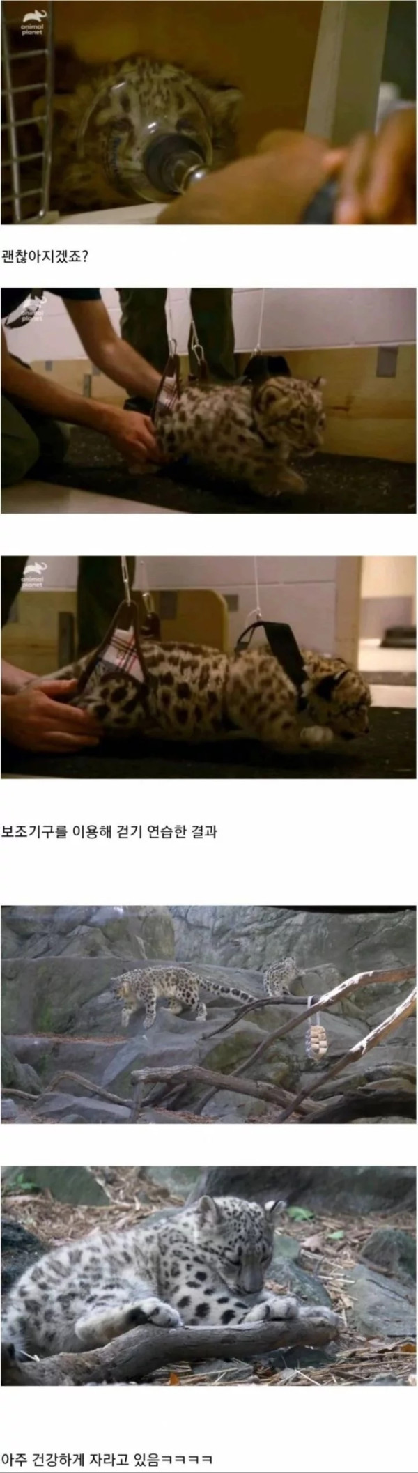 아기 설표가 걷지 못했던 이유