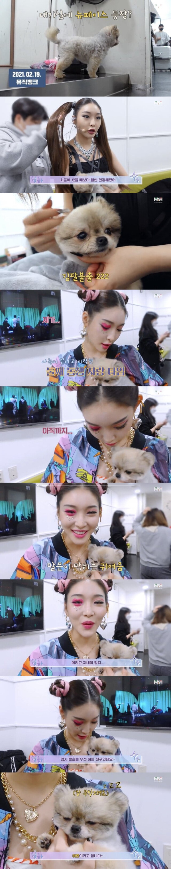 청하가  임시보호중인 강아지