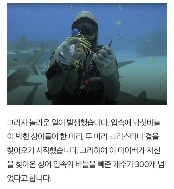 낚시바늘빼준 여성에게 몰려드는상어들
