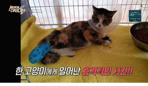 잘린 다리 물고 온 고양이