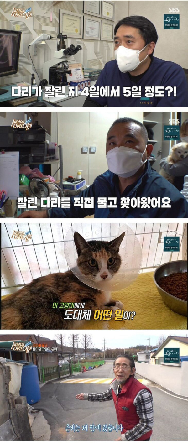 잘린 다리 물고 온 고양이