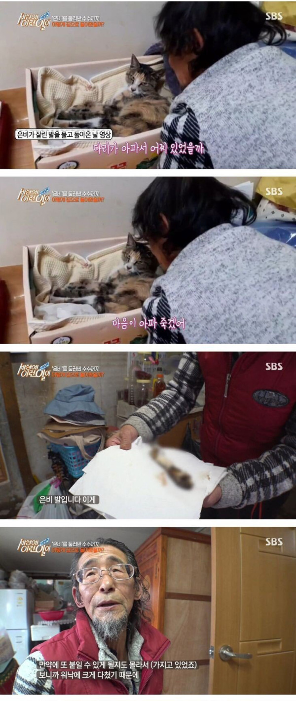 잘린 다리 물고 온 고양이