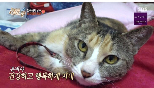 잘린 다리 물고 온 고양이