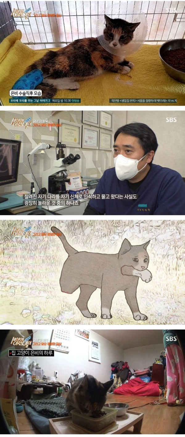 잘린 다리 물고 온 고양이