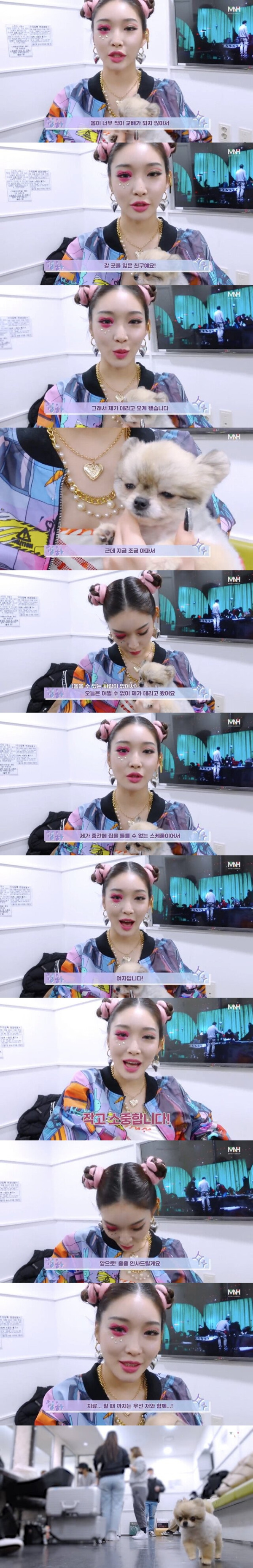 청하가  임시보호중인 강아지