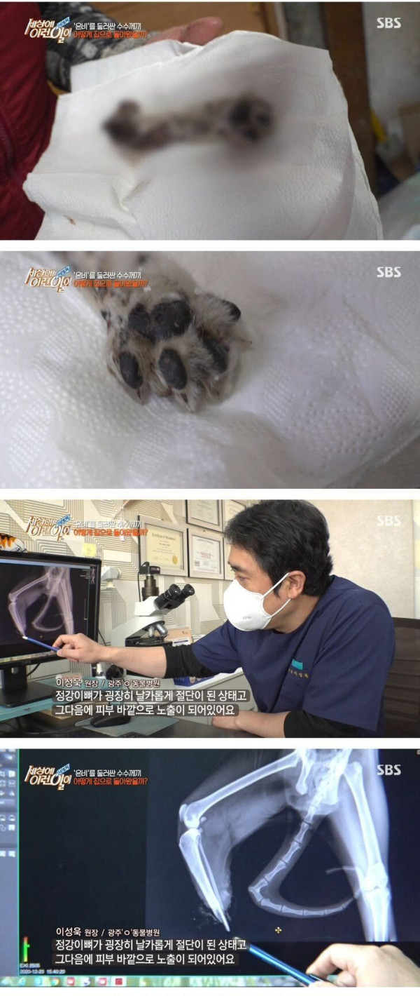 잘린 다리 물고 온 고양이