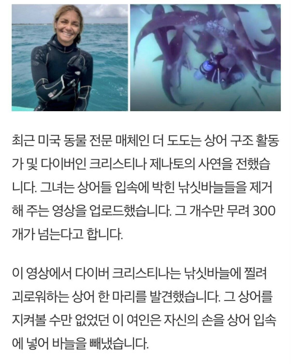 낚시바늘빼준 여성에게 몰려드는상어들