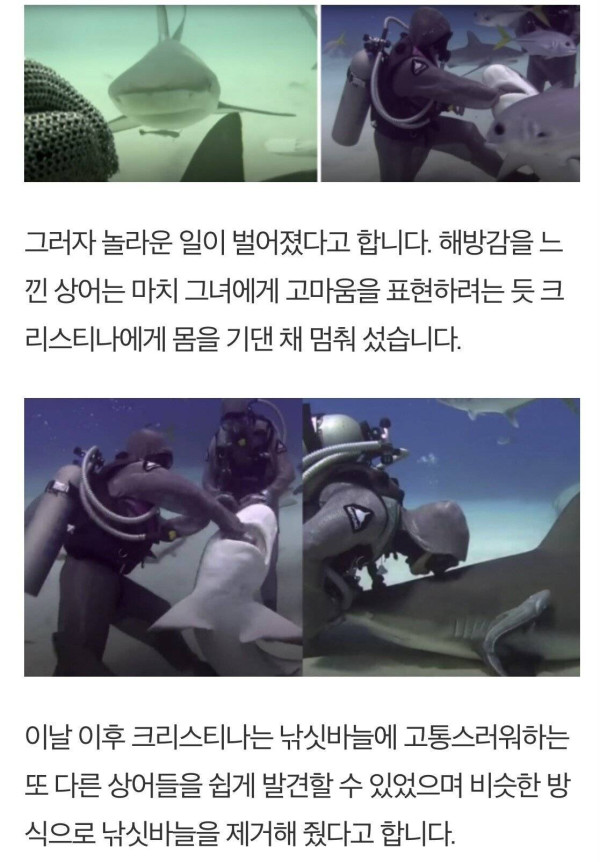 낚시바늘빼준 여성에게 몰려드는상어들