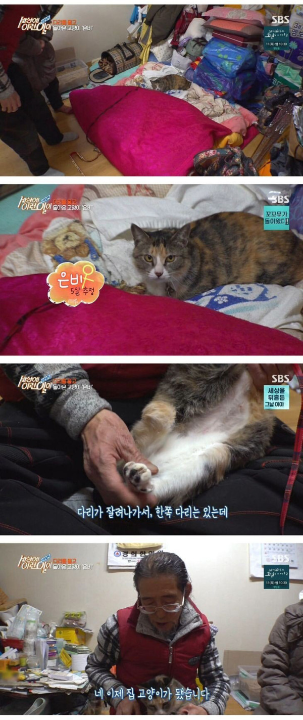 잘린 다리 물고 온 고양이