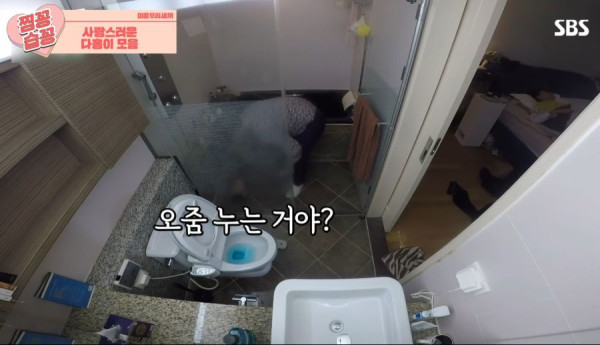 박수홍 고양이가 영리하다고 하는 이유