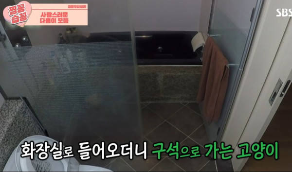 박수홍 고양이가 영리하다고 하는 이유