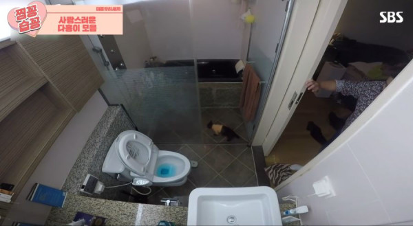 박수홍 고양이가 영리하다고 하는 이유