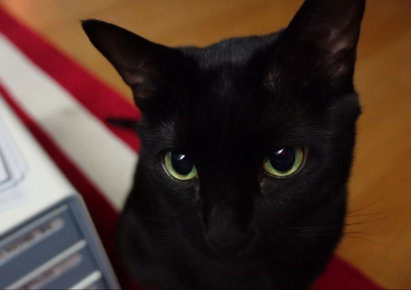 박수홍 고양이가 영리하다고 하는 이유