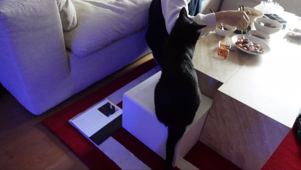 박수홍 고양이가 영리하다고 하는 이유