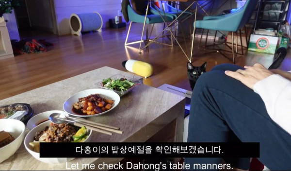 박수홍 고양이가 영리하다고 하는 이유