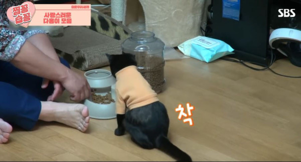 박수홍 고양이가 영리하다고 하는 이유