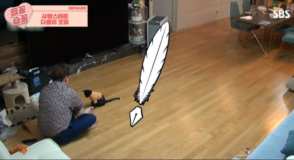 박수홍 고양이가 영리하다고 하는 이유