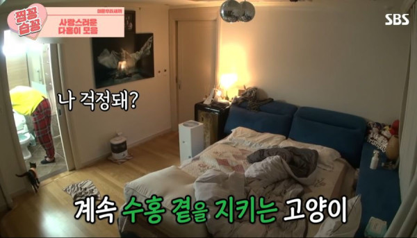 박수홍 고양이가 영리하다고 하는 이유