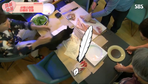 박수홍 고양이가 영리하다고 하는 이유