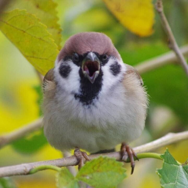 정면에서 보면 성깔 있어 보이는 참새